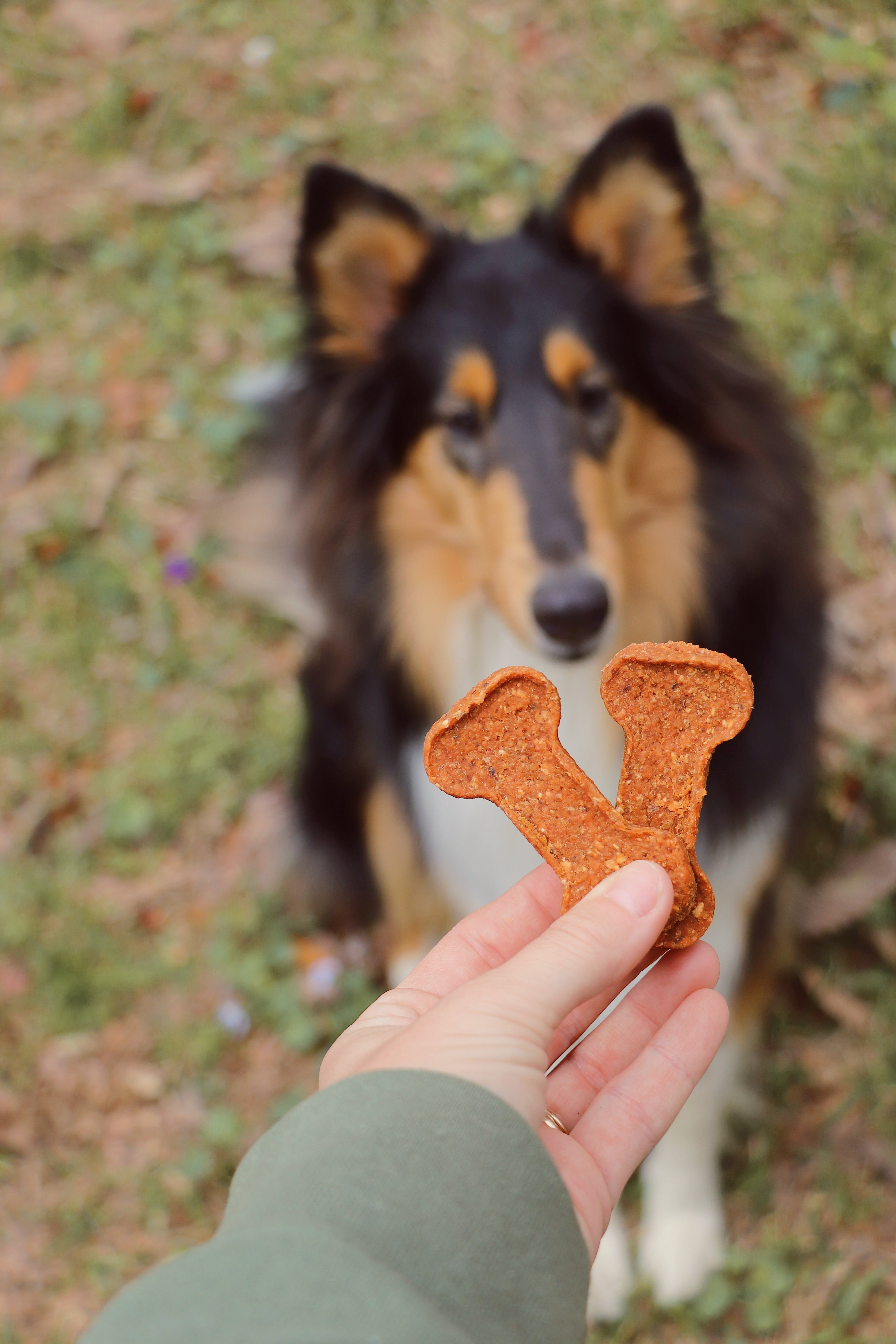 Sweet Potato Bone Dog Treat | Single Ingredient | 100% American-Grown
