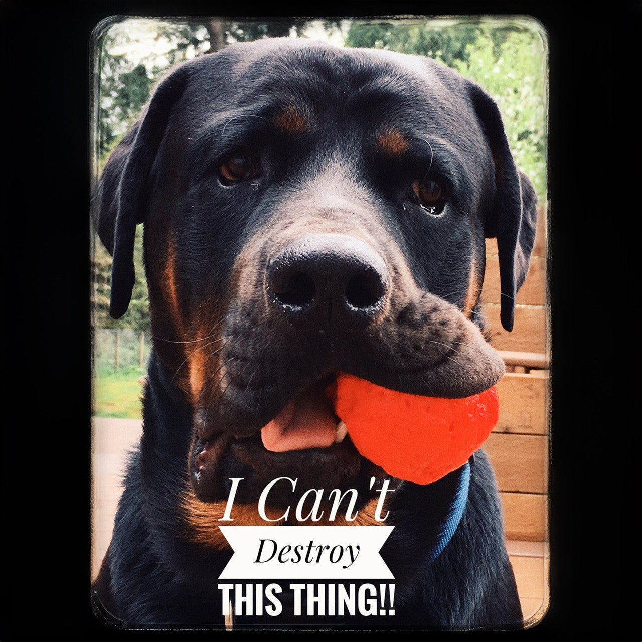 WUNDERball | Award-Winning Natural Rubber Fetch Toy | Floats, Cleans Teeth, 4 Sizes
