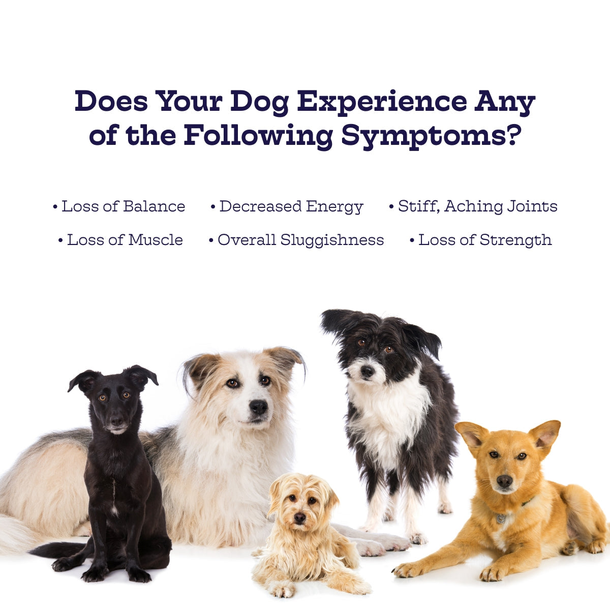 Moe's Hip & Joint Soft Chews for Dogs | 600mg Glucosamine + MSM & Chondroitin | Chicken | 90 Chews
