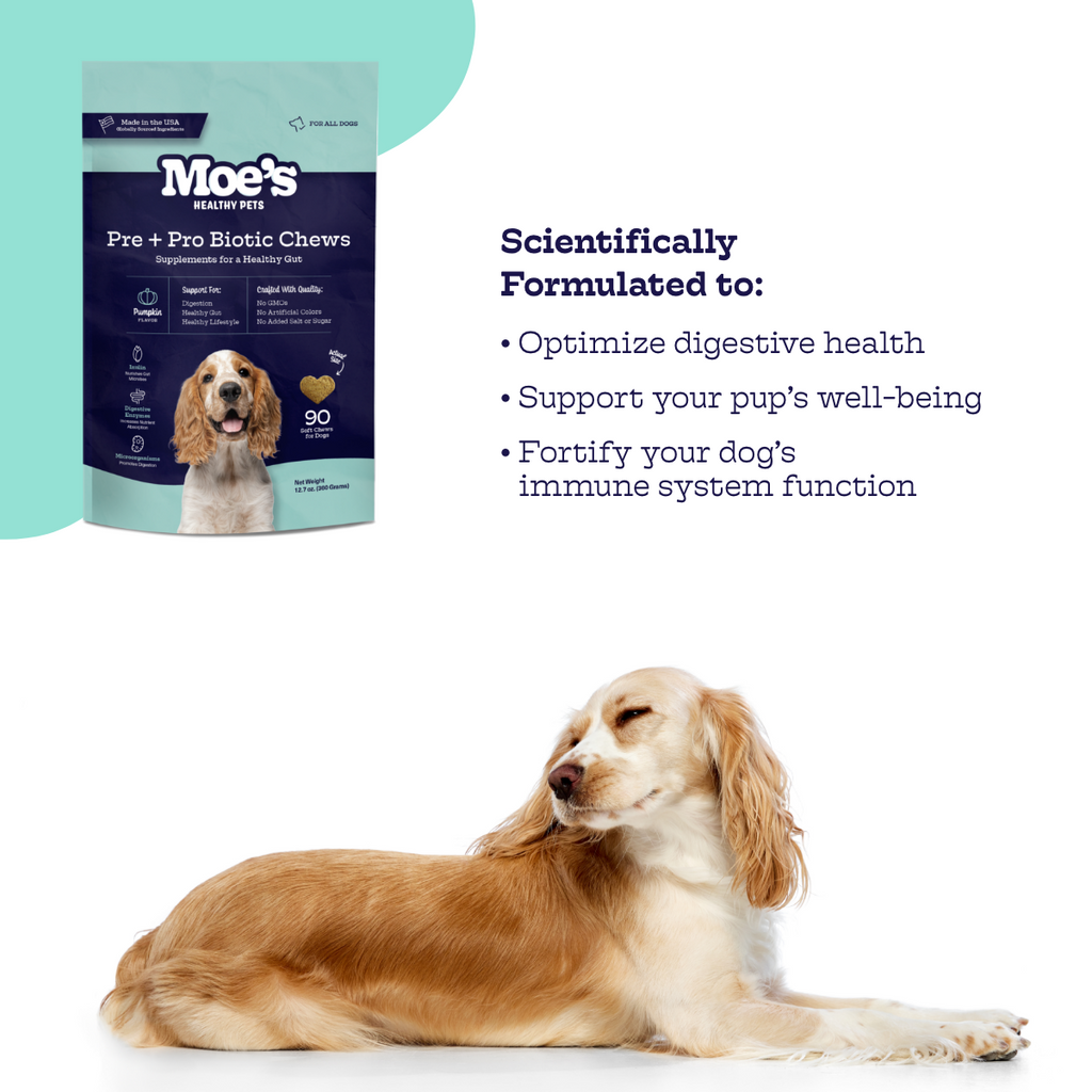 Moe's Pre + Pro Biotic Soft Chews for Dogs | Digestive Health | Pumpkin Flavor | 90 Chews