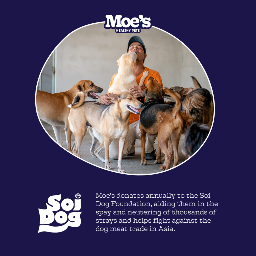 Moe's Pre + Pro Biotic Soft Chews for Dogs | Digestive Health | Pumpkin Flavor | 90 Chews