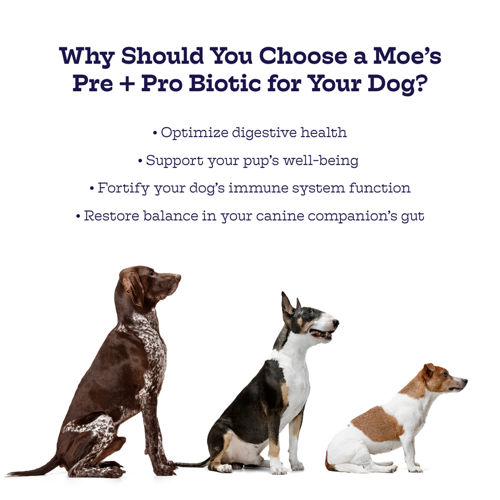 Moe's Pre + Pro Biotic Soft Chews for Dogs | Digestive Health | Pumpkin Flavor | 90 Chews