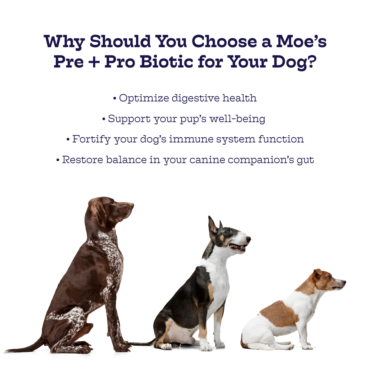 Moe's Pre + Pro Biotic Soft Chews for Dogs | Digestive Health | Pumpkin Flavor | 90 Chews