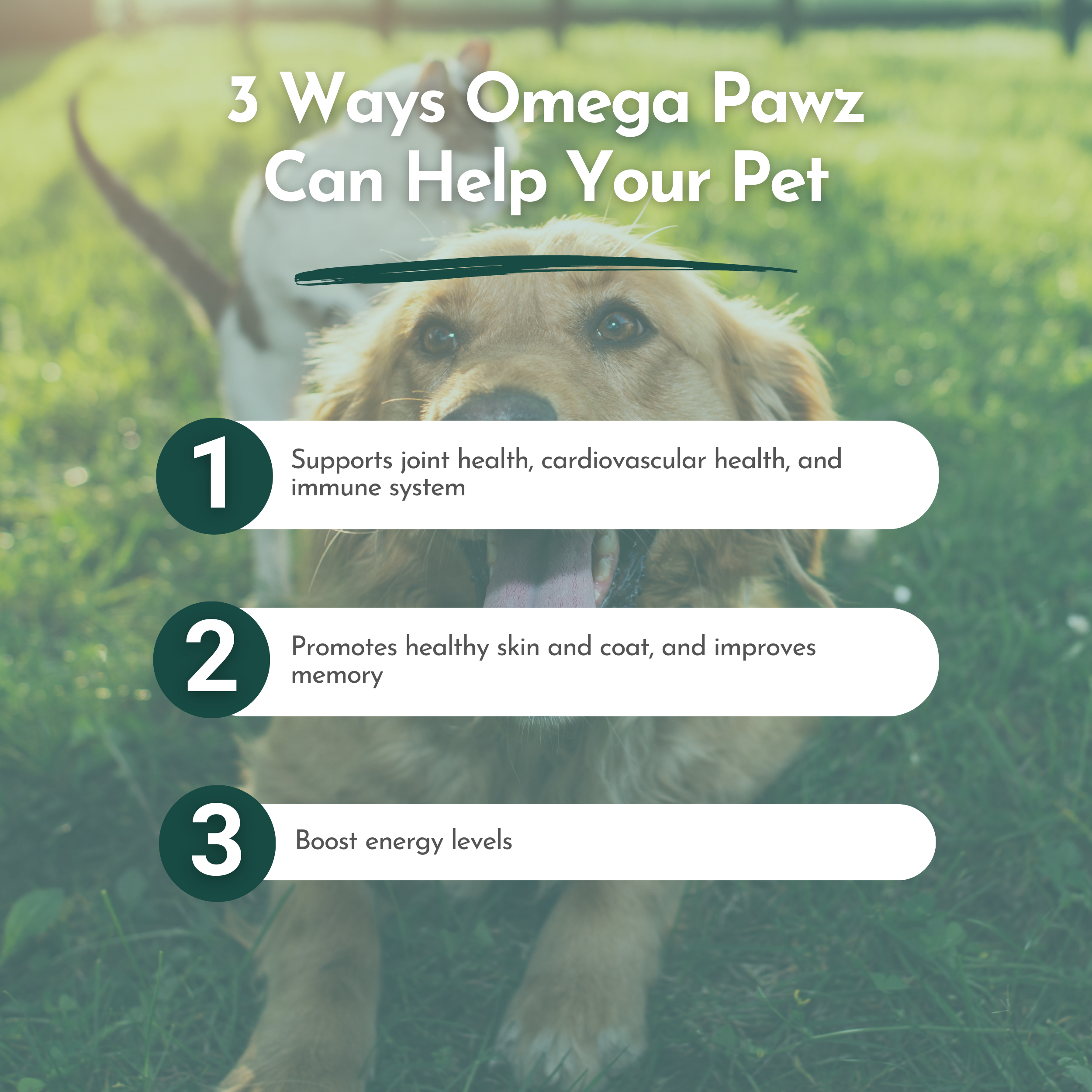 Omega Pawz Fish Oil by Dr. Ruth Roberts | 725mg EPA & 475mg DHA | Liquid Omega-3 for Dogs & Cats | 8oz