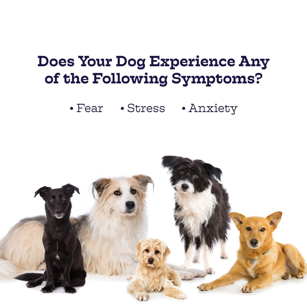 Moe's Chillout Calming Soft Chews for Dogs | Hemp, Chamomile & L-Theanine | Peanut Butter | 90 Chews
