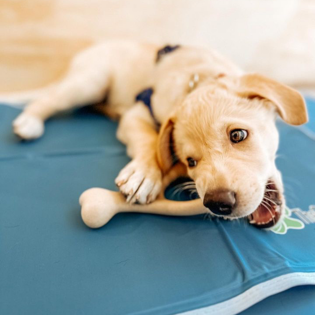 BetterBone SOFT | Plant-Based Gentle Chew Toy for Puppies & Senior Dogs | Non-Toxic | 3 Sizes