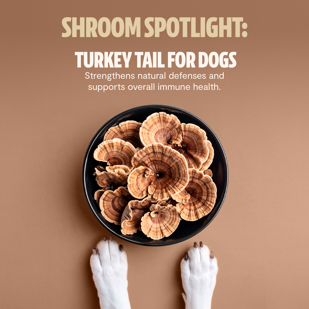 Organic Mushroom Complex for Dogs | 7-Mushroom Soft Chews | Immune & Calm Support